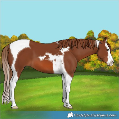 Horse Color:Chestnut Splash Tobiano 