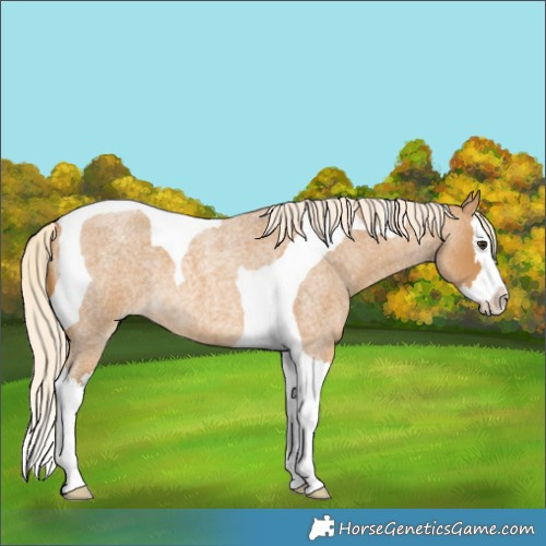 Horse Color:Palomino Roan Splash Tobiano 