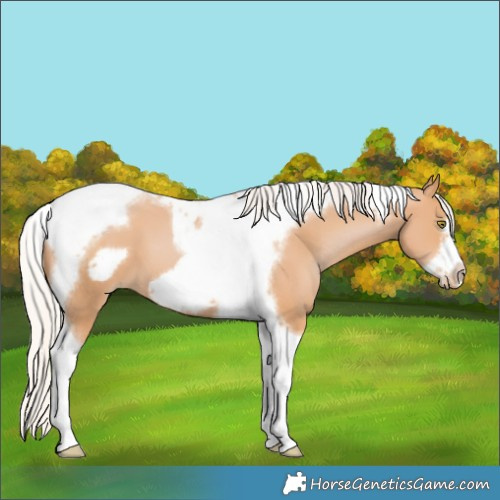 Horse Color:Silver Bay Pearl Tobiano Frame 