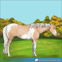 Horse Color:Silver Bay Pearl Tobiano Frame 