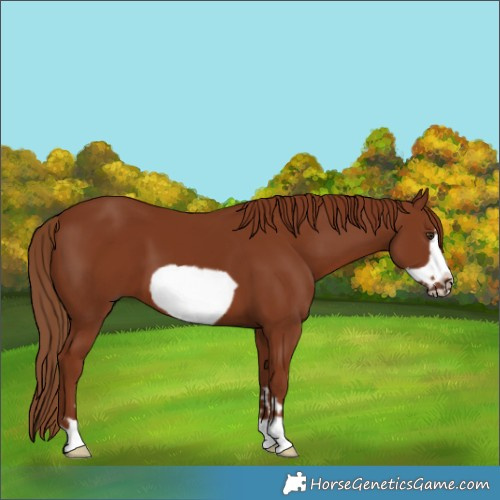 Horse Color:Chestnut Frame 