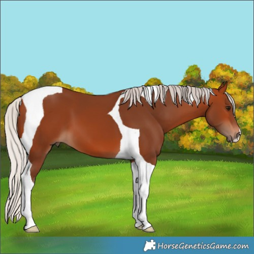 Horse Color:Silver Bay Tobiano 