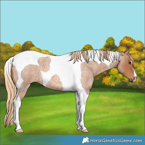 Horse Color:Red Roan Tobiano 