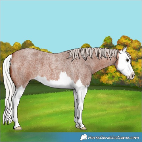 Horse Color:Silver Bay Roan Splash