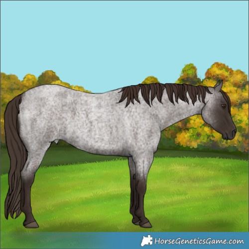 Horse Color:Liver Red Roan 