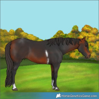Horse Color:Bay Tobiano Rabicano 