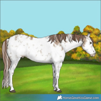Horse Color:White Spotted Liver Red Dun Sabino
