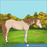 Horse Color:White Spotted Red Dun Splash