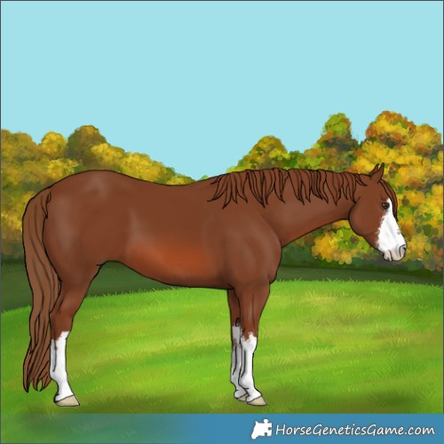 Horse Color:White Spotted Chestnut 