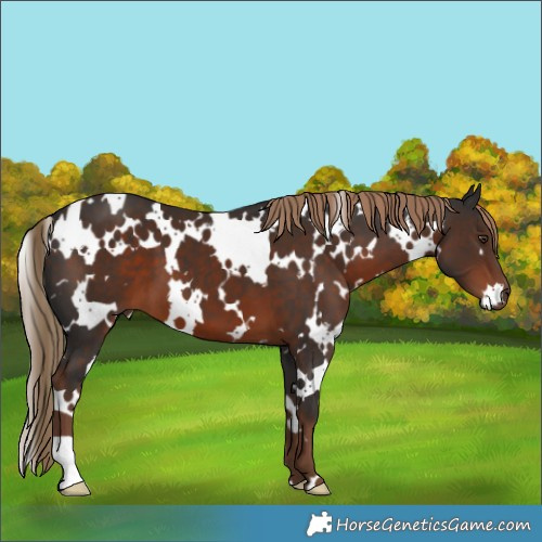 Horse Color:White Spotted Liver Chestnut 