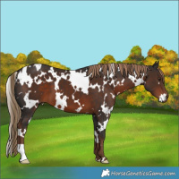 Horse Color:White Spotted Liver Chestnut 