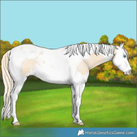 Horse Color:Gold Cream Champagne Roan Dun Splash Tobiano