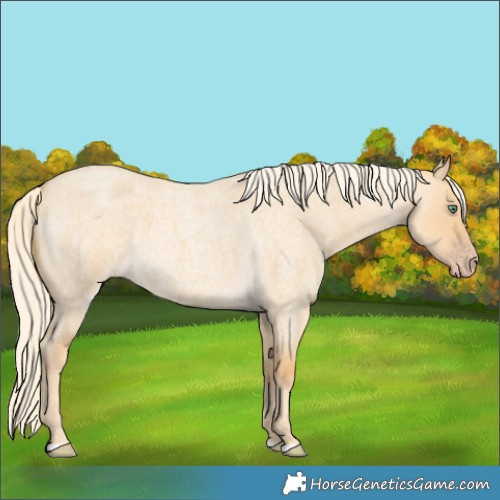 Horse Color:Gold Cream Champagne Roan Dun