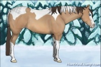 Horse Color:Amber Champagne Splash Tobiano Rabicano 