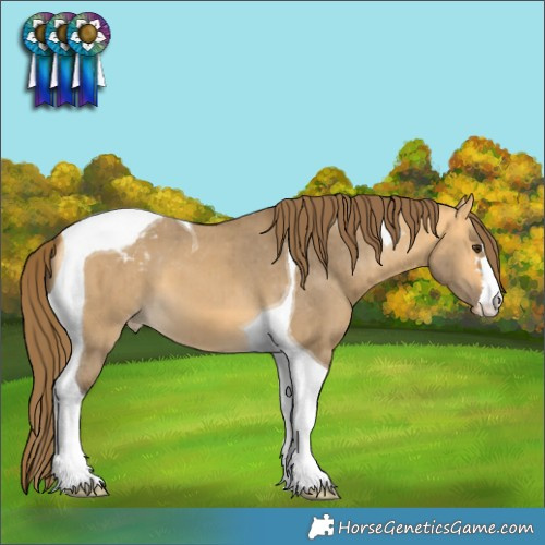 Horse Color:Buckskin Dun Tobiano Appaloosa Brindle 