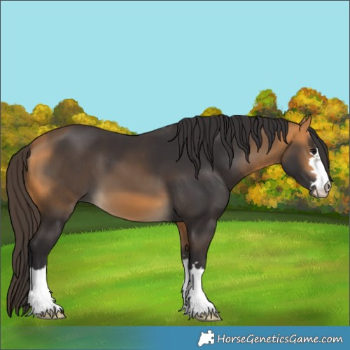 Horse Color:Buckskin 