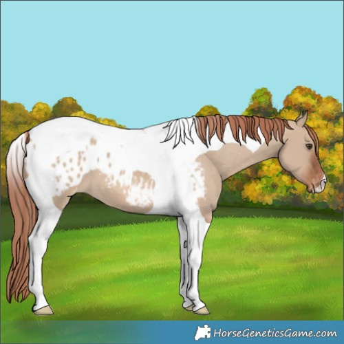 Horse Color:Red Dun Tobiano Appaloosa