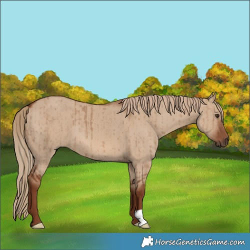 Horse Color:Red Dun Brindle