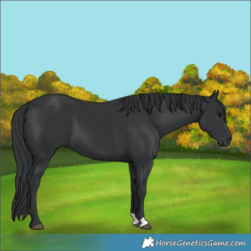 Horse Color:Black 
