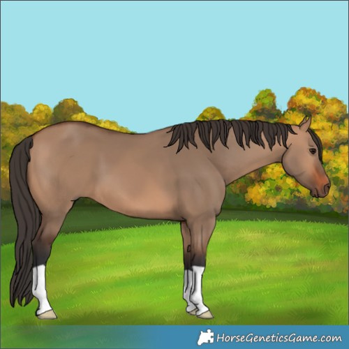 Horse Color:Bay Dun