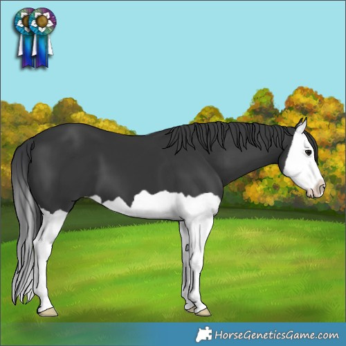 Horse Color:Black Splash
