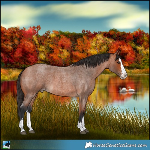 Horse Color:Bay Roan Splash Skewed LP Spotted