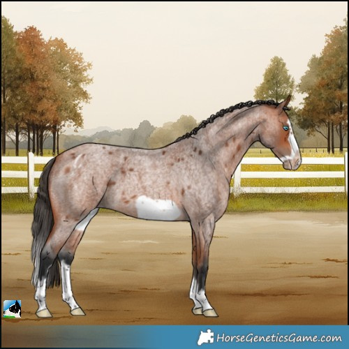 Horse Color:Bay Roan Splash Frame Skewed LP Spotted 