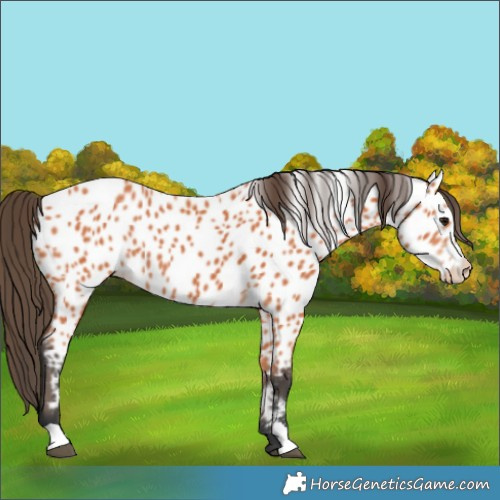 Horse Color:Bay Near Leopard