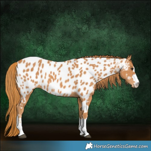Horse Color:Chestnut Near Leopard
