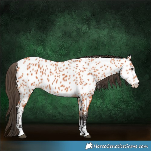 Horse Color:Bay Near Leopard