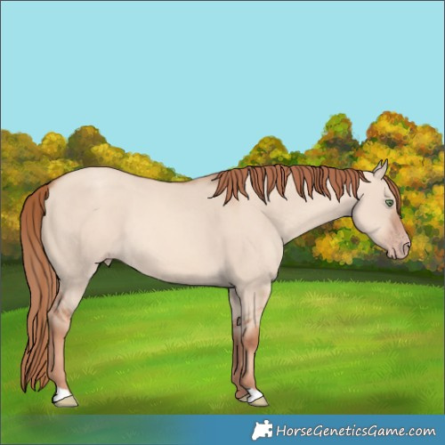 Horse Color:Gold Champagne Dun Rabicano