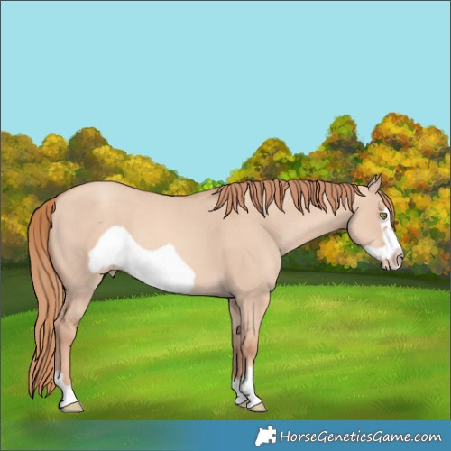 Horse Color:Gold Champagne Dun Frame Rabicano