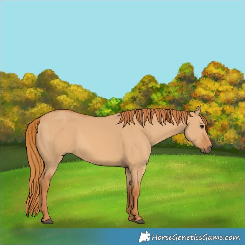 Horse Color:Red Dun 