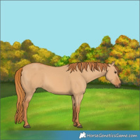 Horse Color:Red Dun