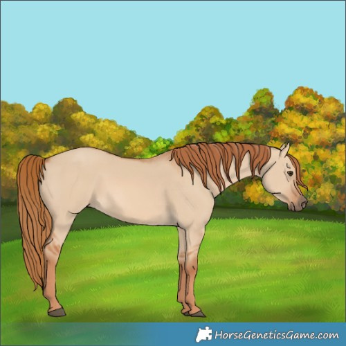 Horse Color:Red Dun