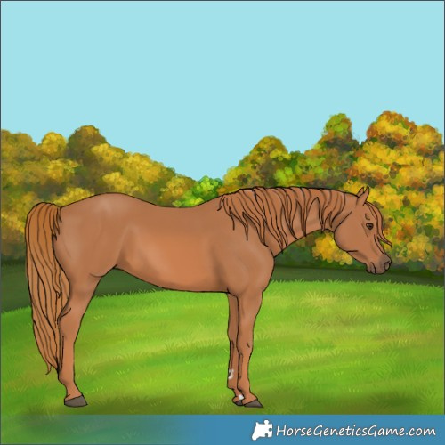 Horse Color:Chestnut 
