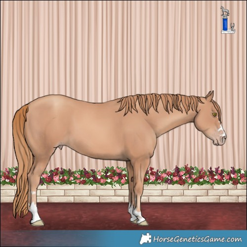 Horse Color:Gold Champagne