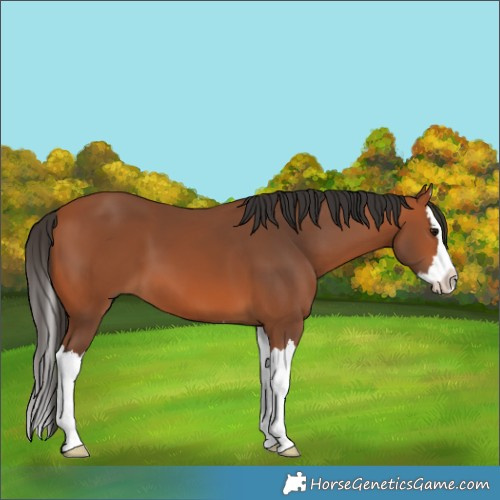 Horse Color:Bay Splash 