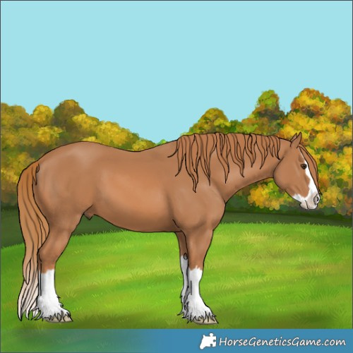 Horse Color:Chestnut Splash