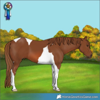 Horse Color:Chestnut Tobiano 