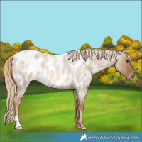 Horse Color:Chocolate Palomino Roan Dun Blanket 