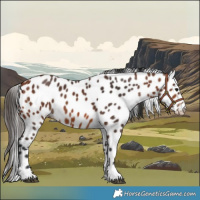 Horse Color:Bay Appaloosa 