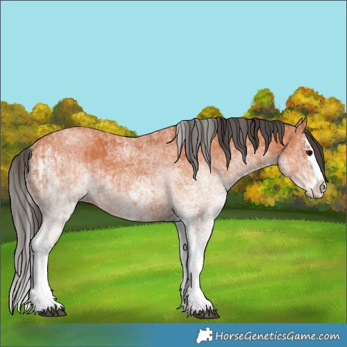 Horse Color:White Spotted Bay Splash  and White Spotted Bay Splash Rabicano 