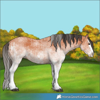 Horse Color:White Spotted Bay Splash  and White Spotted Bay Splash Rabicano 