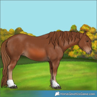Horse Color:Chestnut 