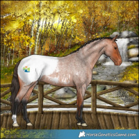 Horse Color:Bay Roan Snowcap 