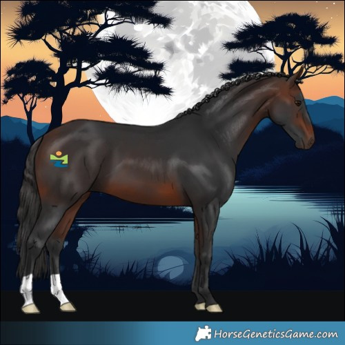 Horse Color:Brown 