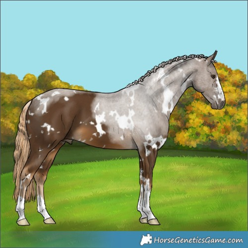 Horse Color:White Spotted Chocolate Palomino