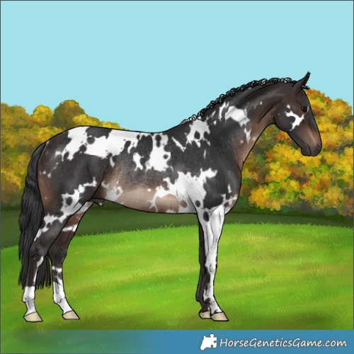 Horse Color:White Spotted Brown Rabicano 