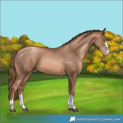 Horse Color:Liver Chestnut Pearl
